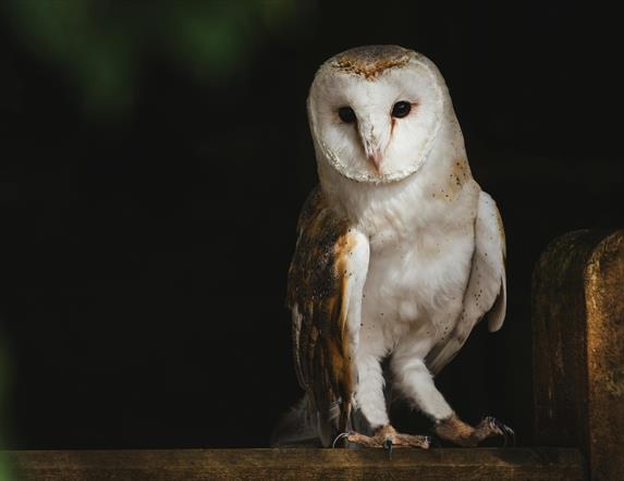 a barn owl sitting on a wooden fence