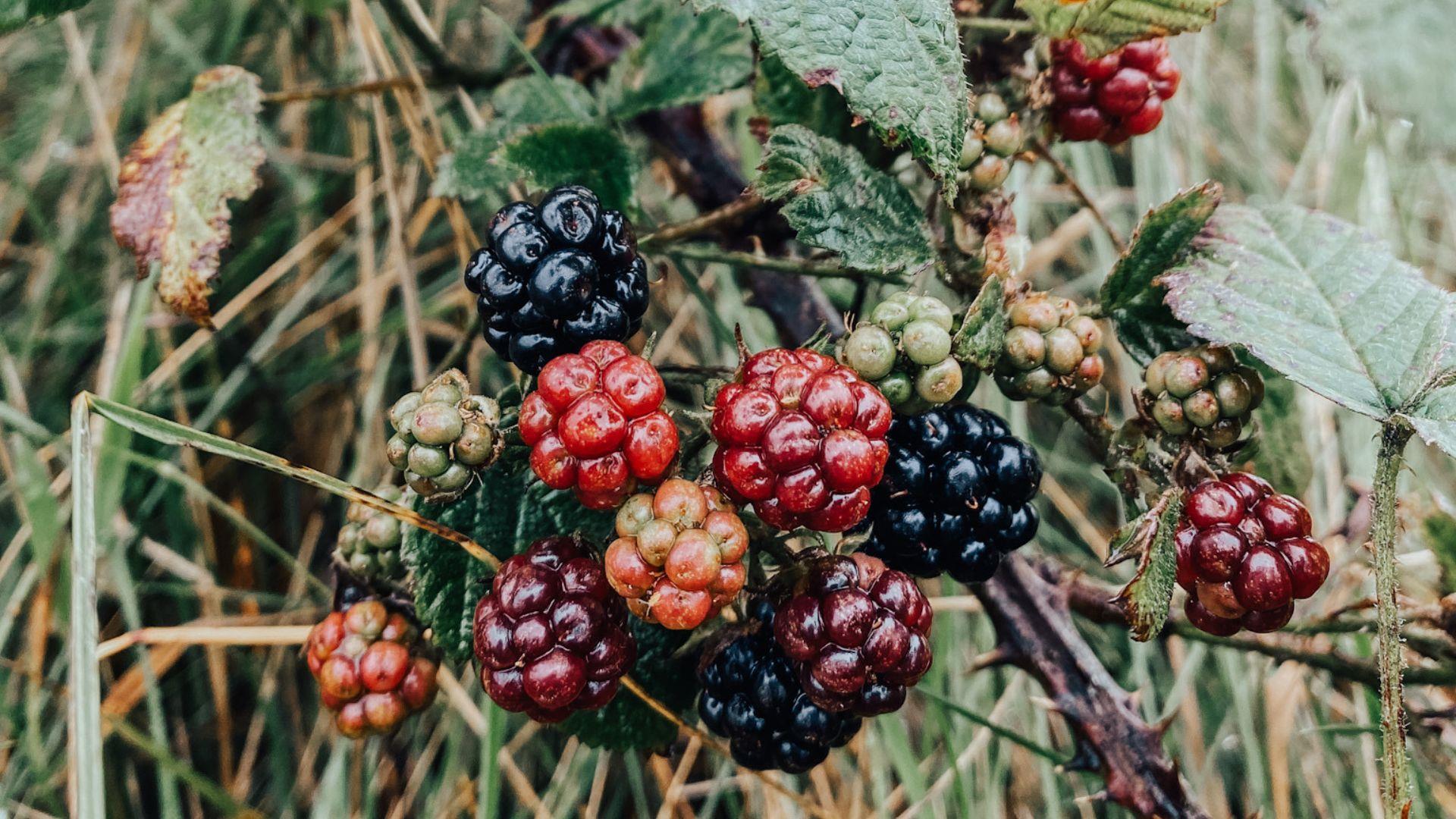 close up of wild berries