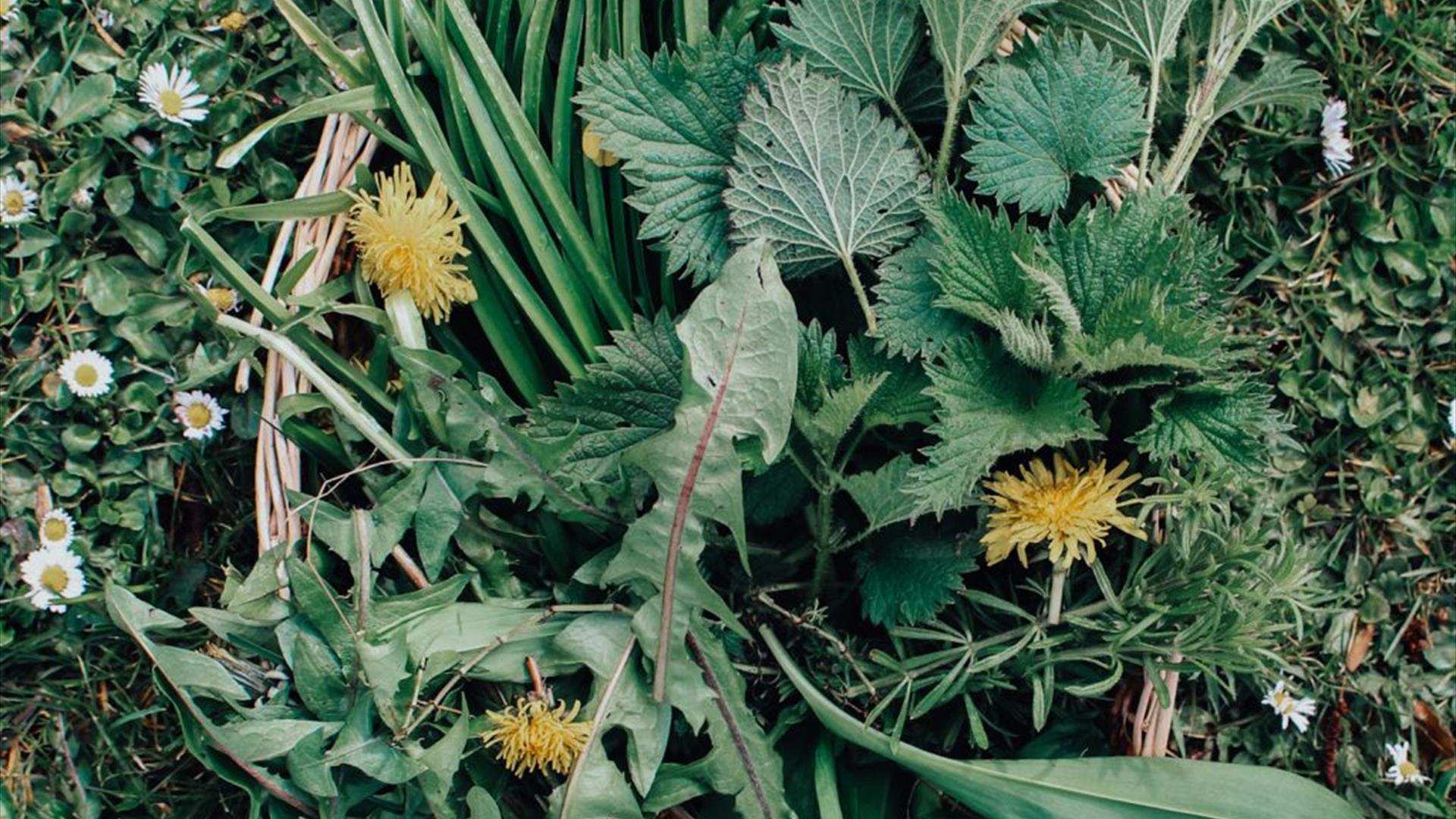 Spring Foraging Basket Spring Foraging Basket