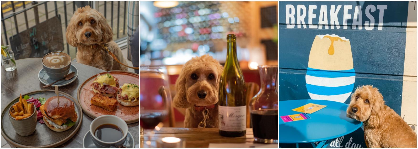 Dog friendly places to eat Cheltenham