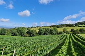 Dryhill Vineyard