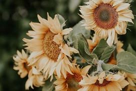 Sunflower bouquet workshop at Ellenborough Park