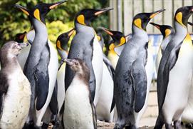 Penguins at Birdland Park and Gardens