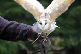 Falconry experiences at Sudeley Castle
