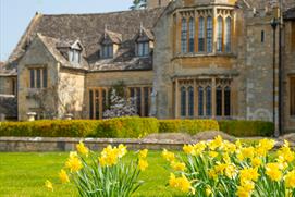 Daffodils