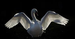 A swan spreading its wings