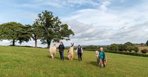 Out walking the Llamas at Briery Hill Llamas