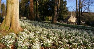 Colesbourne Park Snowdrops