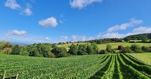 Dryhill Vineyard