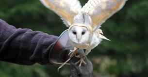 Falconry experiences at Sudeley Castle