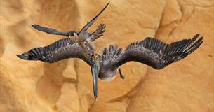 Jack Zhi image of a bird