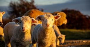 Two lambs look to the camera, lit by evening sunlight, with ewes and another lamb in the background