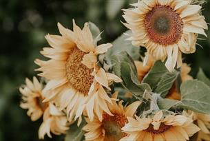 Sunflower bouquet workshop at Ellenborough Park