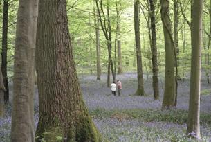 Bluebell Wood