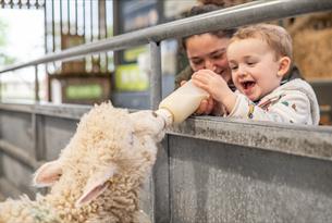 Young boy bottle feeding lamb