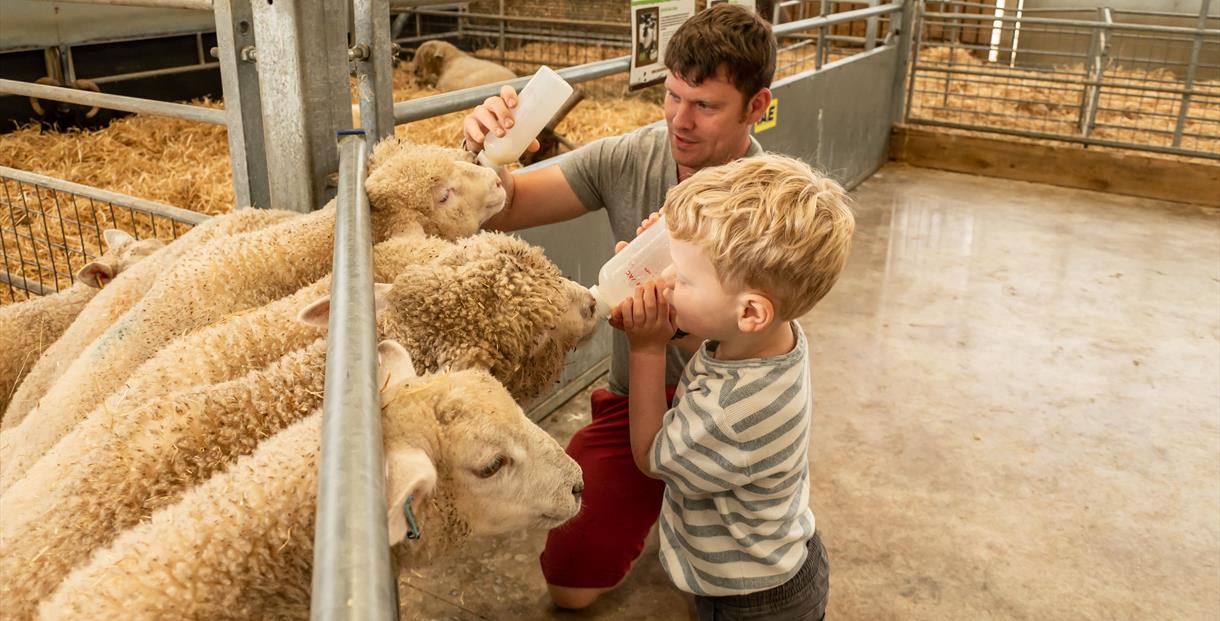 Bottle feeding at Cotswold Farm Park