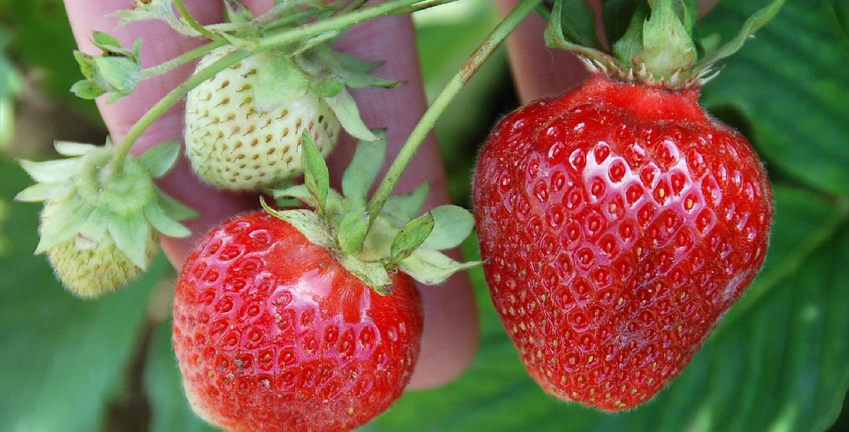 Strawberries