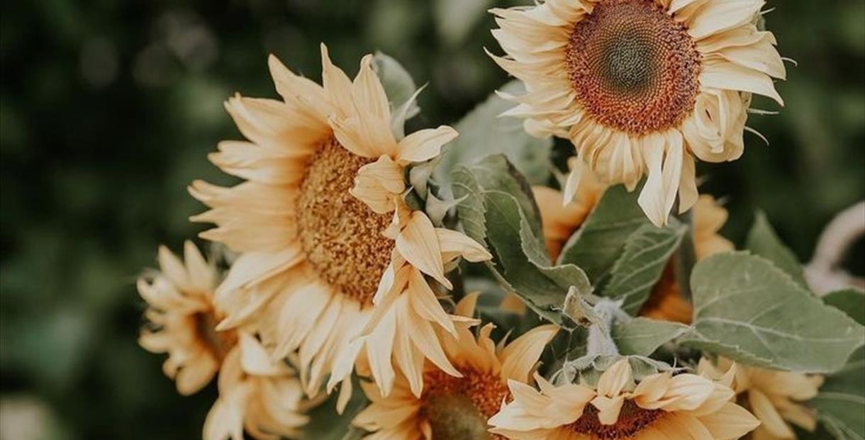 Sunflower bouquet workshop at Ellenborough Park