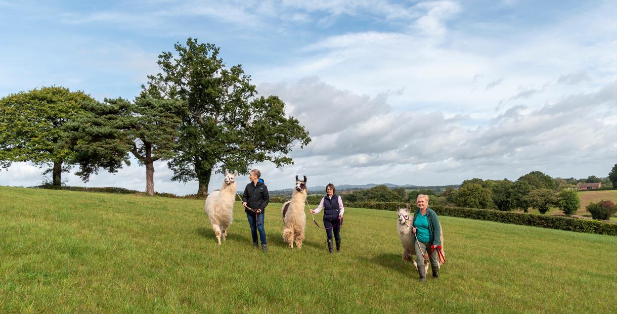 Out walking the Llamas at Briery Hill Llamas