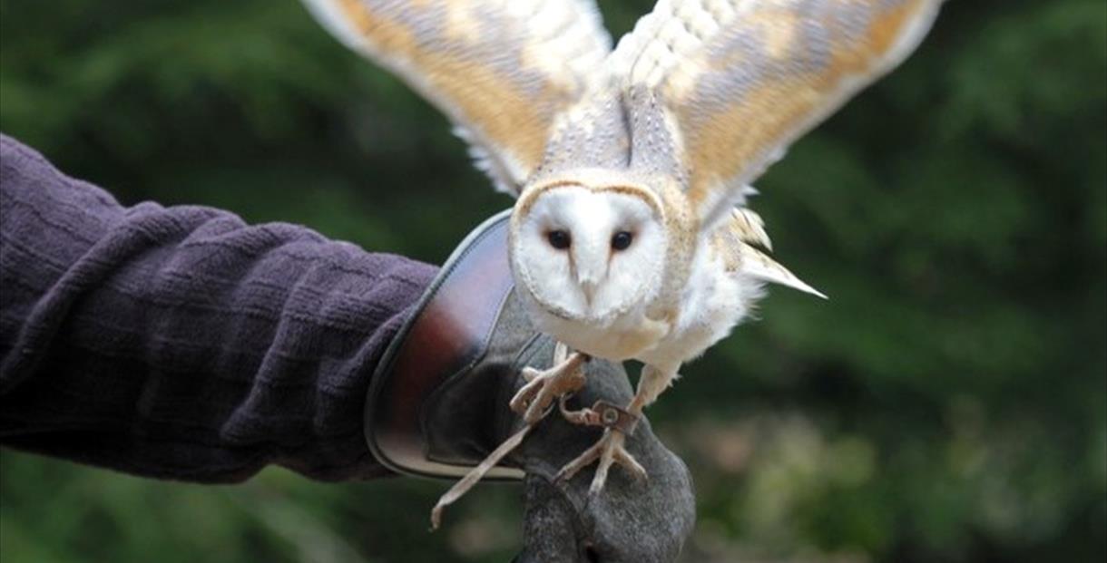 Falconry experiences at Sudeley Castle