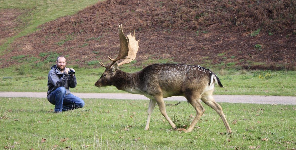 Fallow Deer