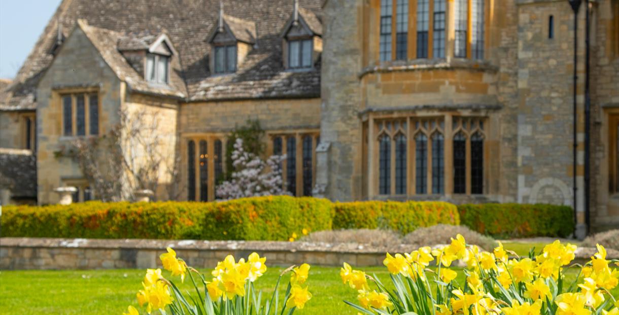 Daffodils