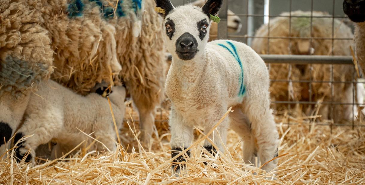 Lambs at Cotswold Farm Park