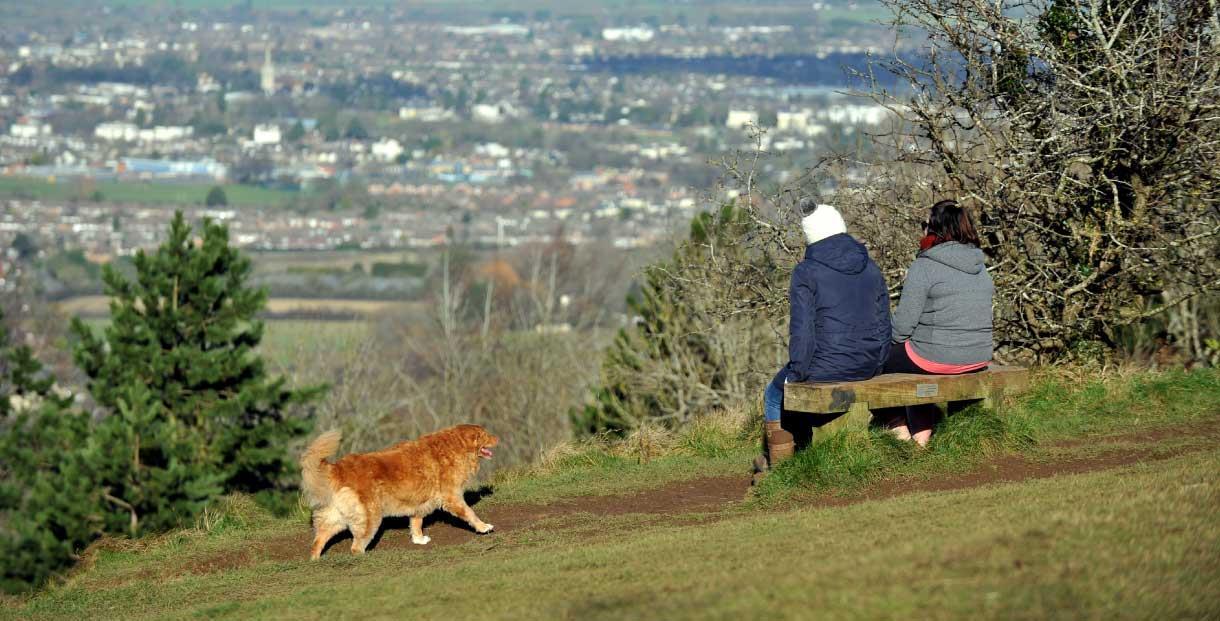 Popular dog walks near me sale