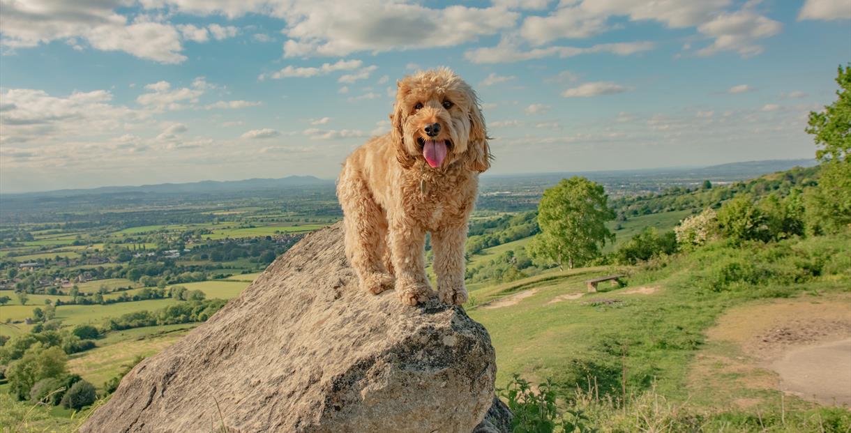 Scenic dog outlet walks near me