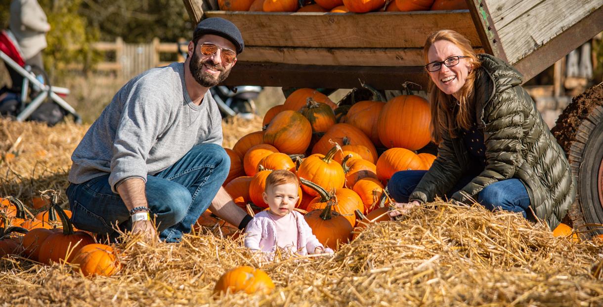 Pumpkin Patch at Cotswold Farm Park