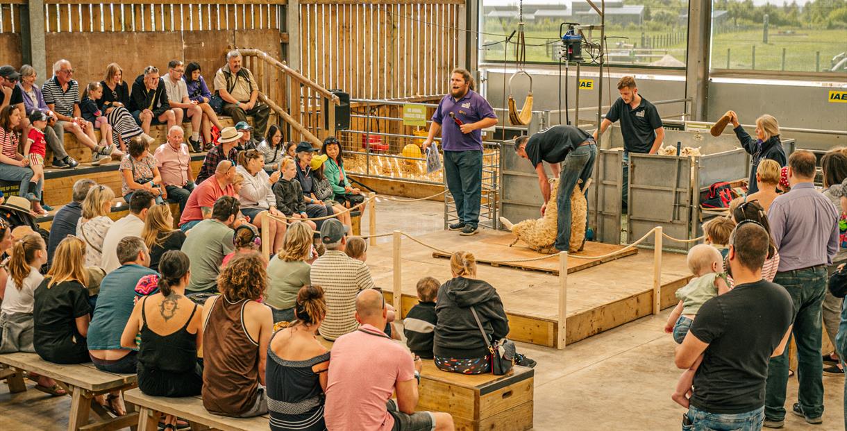 A crowd of families sit in a barn watching an interesting demonstration of sheep shearing. A Cotswold Farm Park employee is presenting in the centre w