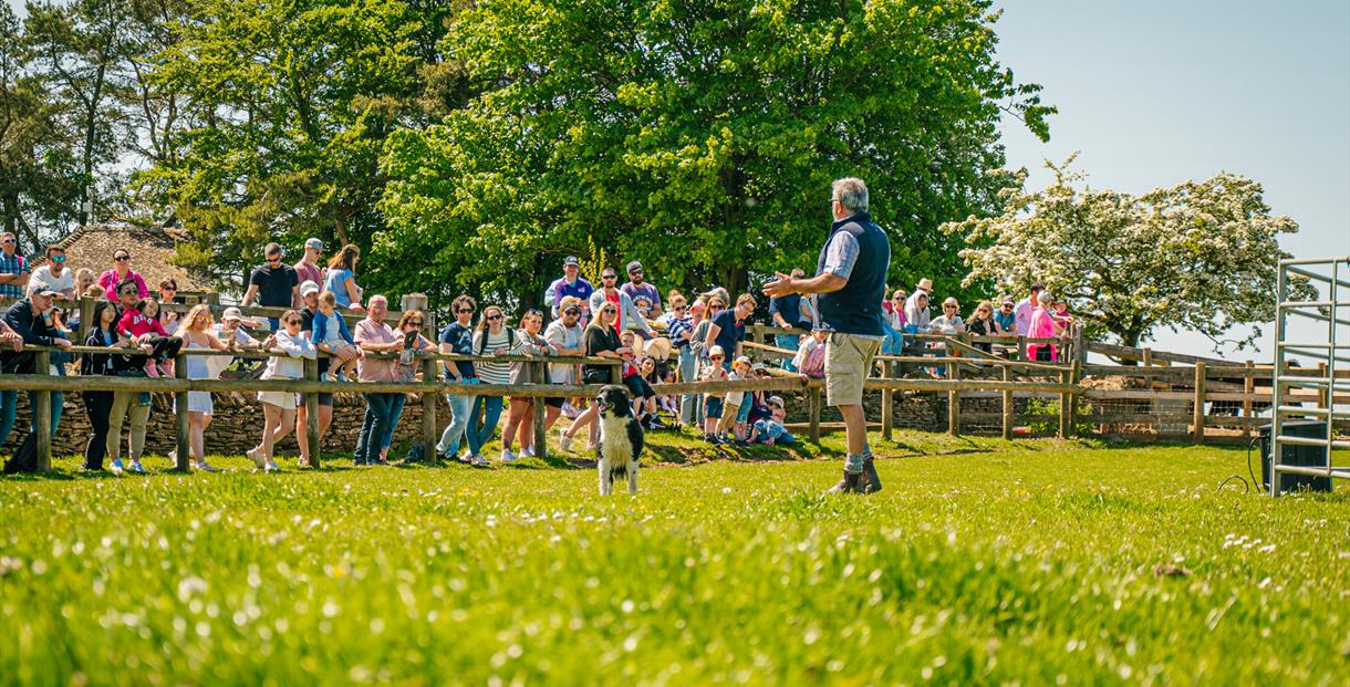 A man in short sleeved shirt and gilet stands in a field commanding his black sheepdog in front of a captive audience on a sunny Cotswold day.