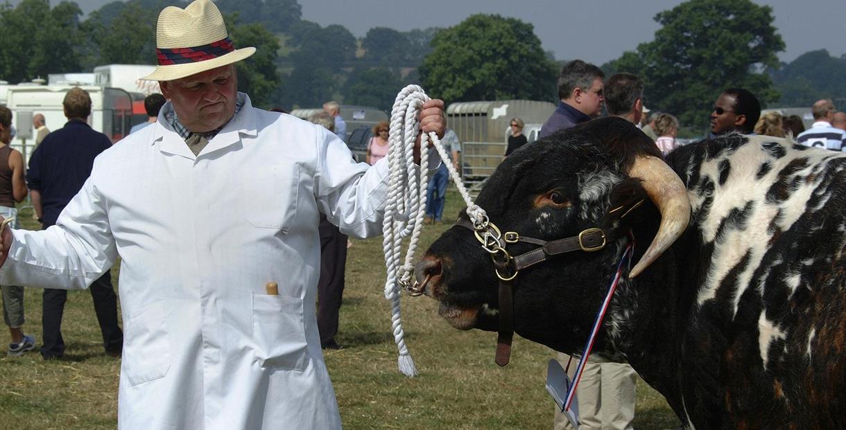 Moreton Show