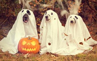 Three dogs wearing ghost outfits