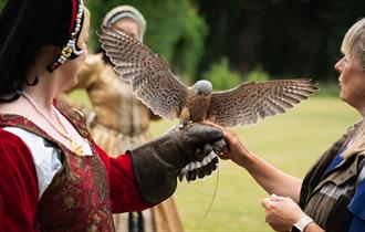 Falconry at the Castle