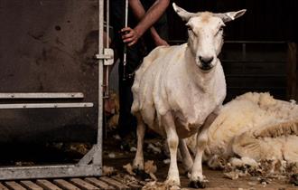 Farm animals
