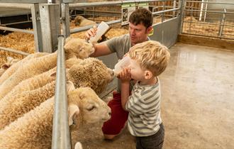 Bottle feeding at Cotswold Farm Park