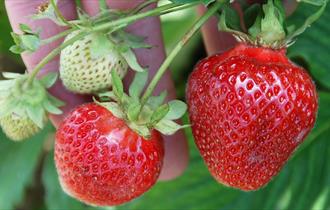 Strawberries