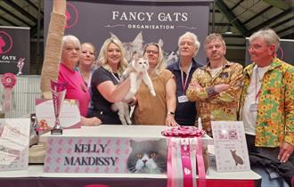 Fancy Cats Organisation Show