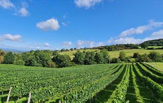 Dryhill Vineyard