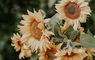 Sunflower bouquet workshop at Ellenborough Park