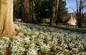 Colesbourne Park Snowdrops