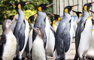 Penguins at Birdland Park and Gardens