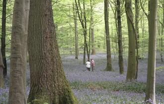 Bluebell Wood