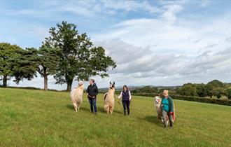 Out walking the Llamas at Briery Hill Llamas