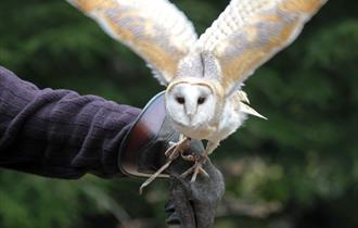 Falconry experiences at Sudeley Castle