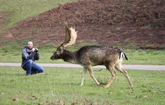 Fallow Deer