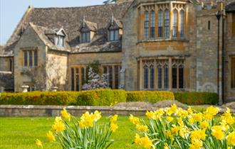Daffodils