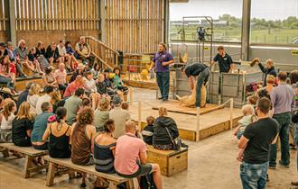 A crowd of families sit in a barn watching an interesting demonstration of sheep shearing. A Cotswold Farm Park employee is presenting in the centre w