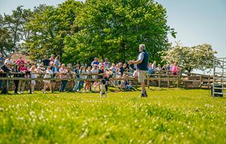 A man in short sleeved shirt and gilet stands in a field commanding his black sheepdog in front of a captive audience on a sunny Cotswold day.